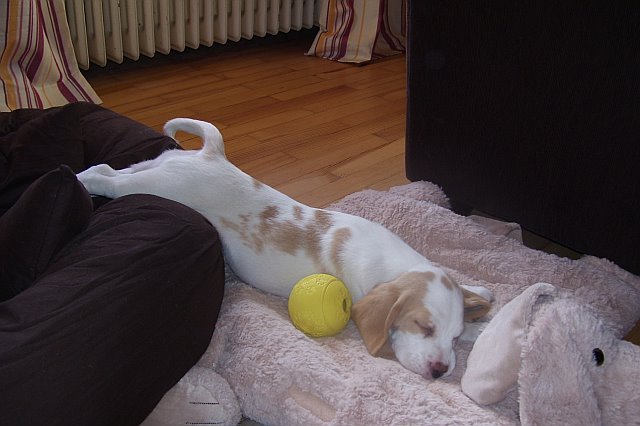 Welpe beim schlafen